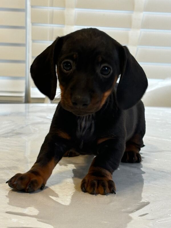 Miniature Dachshund Puppies 🐶 for sale in Hertfordshire - Image 7