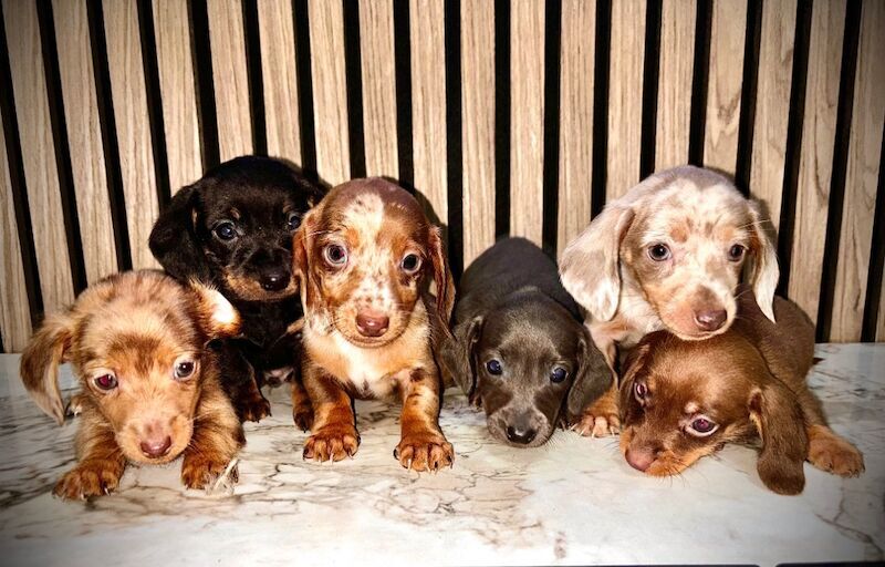 Miniature Dachshund Puppies 🐶 for sale in Hertfordshire - Image 8