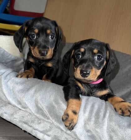 Miniature dachshund puppies Black and Tan. for sale in Nottinghamshire