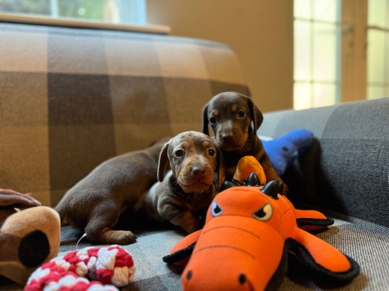 Miniature Dachshund Puppies for Sale in Hampton Hill, Richmond upon Thames, Greater London - Image 1