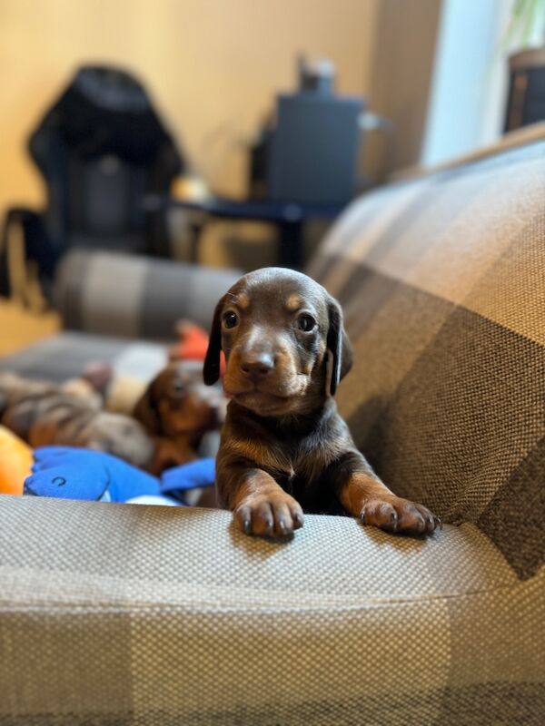 Miniature Dachshund Puppies for Sale in Hampton Hill, Richmond upon Thames, Greater London - Image 2