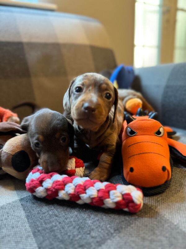 Miniature Dachshund Puppies for Sale in Hampton Hill, Richmond upon Thames, Greater London - Image 3