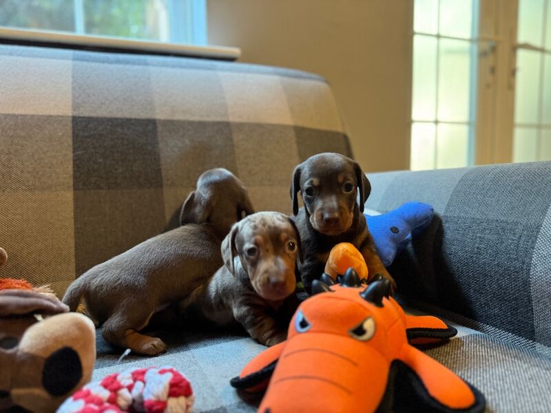 Miniature Dachshund Puppies for Sale in Hampton Hill, Richmond upon Thames, Greater London - Image 4