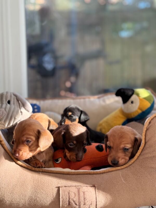 Long haired+short haired Miniature Dachshund Puppies for Sale in Richmond, Greater London