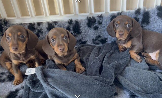 Miniature dachshund puppies for sale in Gravesend, Kent