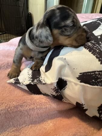 Miniature dachshund puppies for sale in Cardiff - Image 2