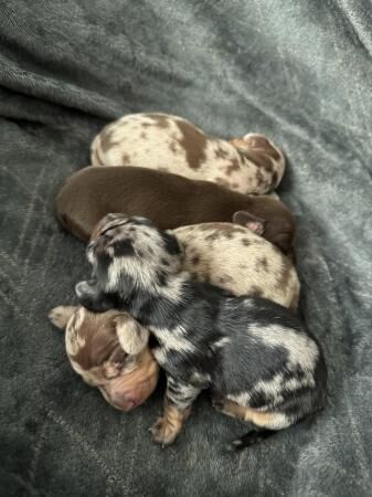 Miniature dachshund puppies for sale in Cardiff - Image 3