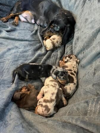 Miniature dachshund puppies for sale in Cardiff - Image 4