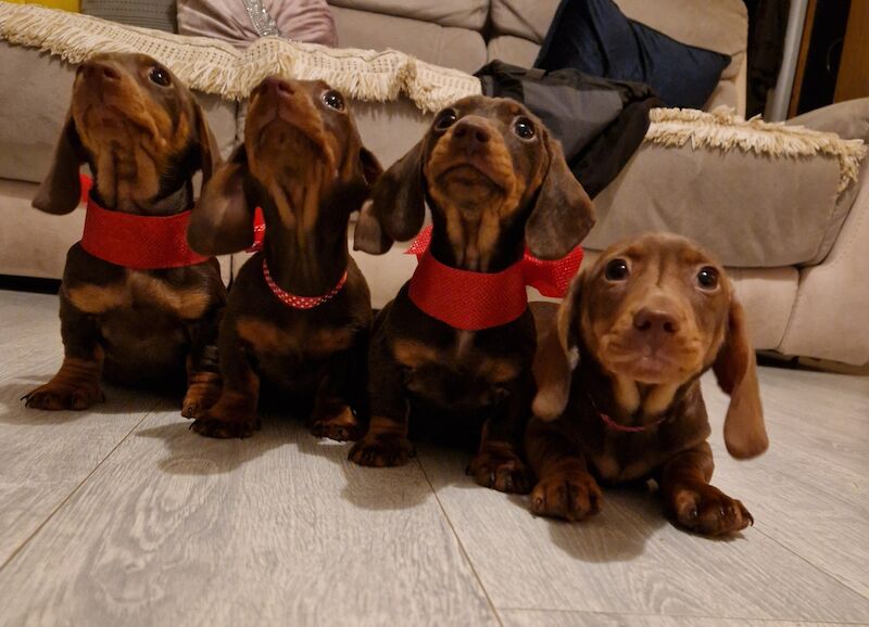 Miniature Dachshund puppies for sale in Milford Haven/Aberdaugleddau, Pembrokeshire