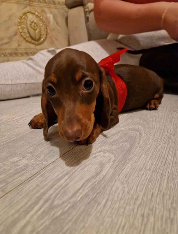 Miniature Dachshund puppies for sale in Milford Haven/Aberdaugleddau, Pembrokeshire - Image 3