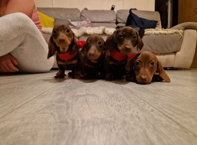 Miniature Dachshund puppies for sale in Milford Haven/Aberdaugleddau, Pembrokeshire - Image 4