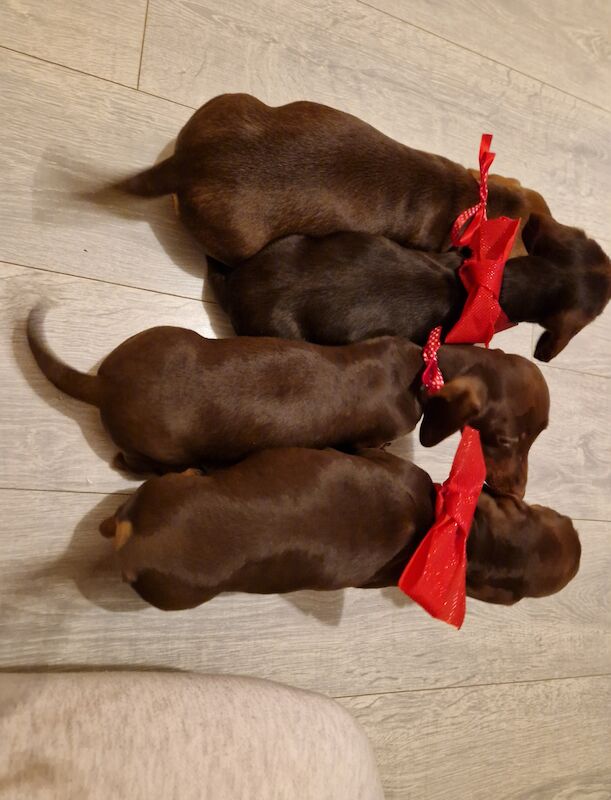 Miniature Dachshund puppies for sale in Milford Haven/Aberdaugleddau, Pembrokeshire - Image 5