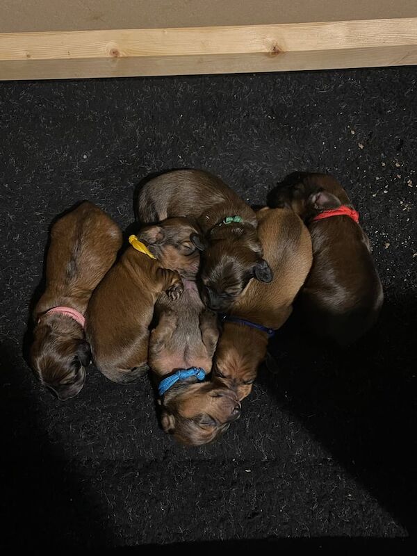 Miniature dachshund puppies for sale in Newton Abbot, Devon - Image 2