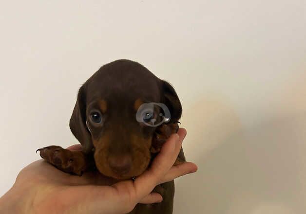 Miniature Dachshund Puppies for sale in Hitchin, Hertfordshire