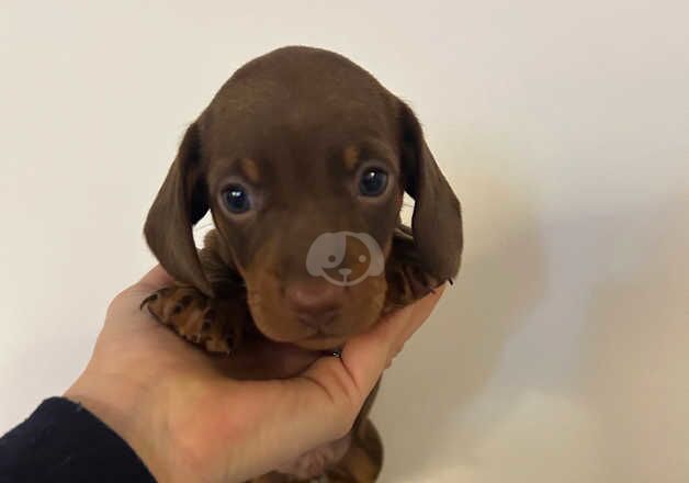 Miniature Dachshund Puppies for sale in Hitchin, Hertfordshire - Image 2