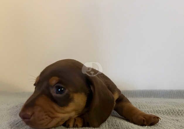 Miniature Dachshund Puppies for sale in Hitchin, Hertfordshire - Image 3