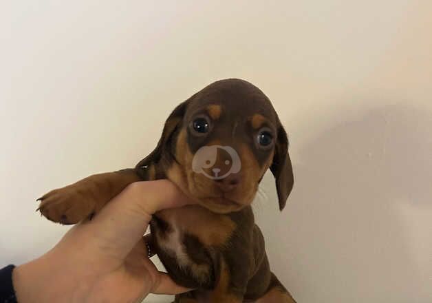 Miniature Dachshund Puppies for sale in Hitchin, Hertfordshire - Image 4