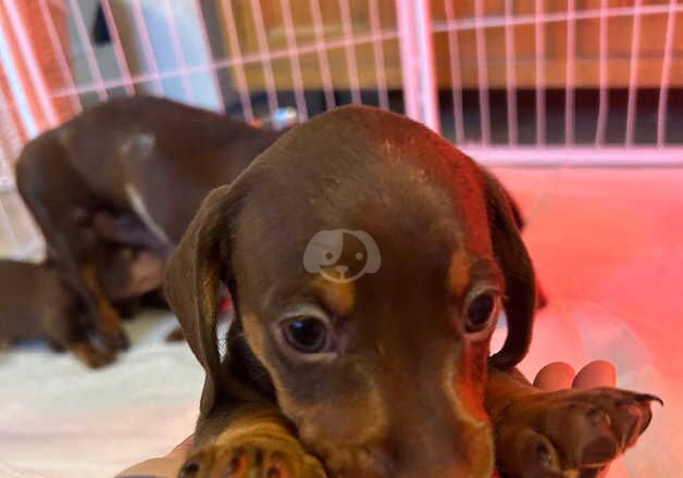 Miniature Dachshund Puppies for sale in Hitchin, Hertfordshire - Image 5