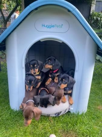 Miniature Dachshund Puppies Gorgeous and ready now for sale in Southwell, Nottinghamshire - Image 1