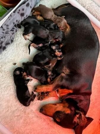 Miniature Dachshund Puppies Gorgeous and ready now for sale in Southwell, Nottinghamshire - Image 2