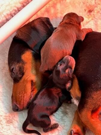 Miniature Dachshund Puppies Gorgeous and ready now for sale in Southwell, Nottinghamshire - Image 3