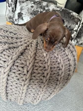 Miniature Dachshund Puppies Gorgeous and ready now for sale in Southwell, Nottinghamshire - Image 4