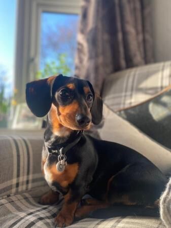 Miniature Dachshund Puppies Gorgeous and ready now for sale in Southwell, Nottinghamshire - Image 5