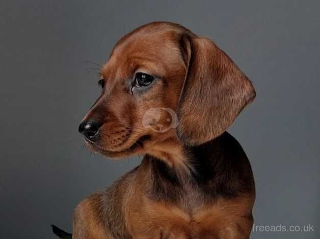 Miniature Dachshund Puppies for sale in Cumbernauld, North Lanarkshire