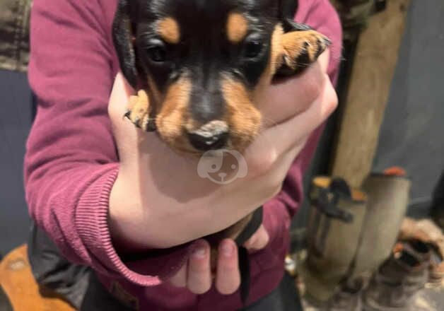 Miniature dachshund puppies for sale in Bedale, North Yorkshire