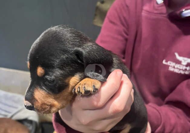 Miniature dachshund puppies for sale in Bedale, North Yorkshire - Image 2