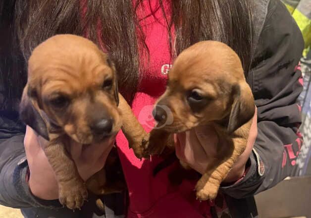 Miniature dachshund puppies for sale in Bedale, North Yorkshire - Image 3