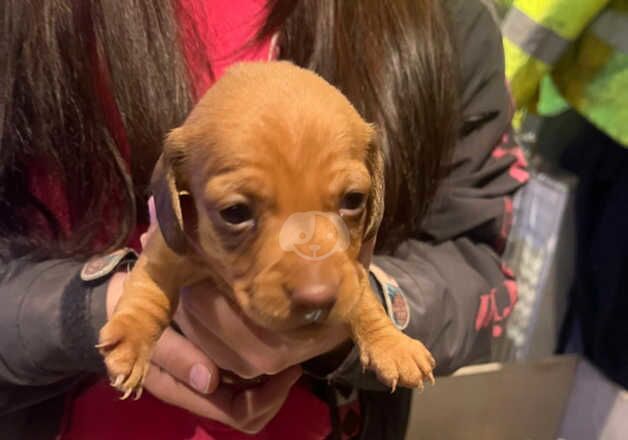 Miniature dachshund puppies for sale in Bedale, North Yorkshire - Image 4