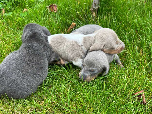 Miniature dachshund puppies for sale in Blairgowrie, Perth and Kinross