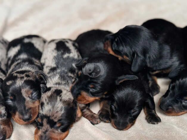 Miniature Dachshund Puppies for sale in Haverfordwest/Hwlffordd, Pembrokeshire