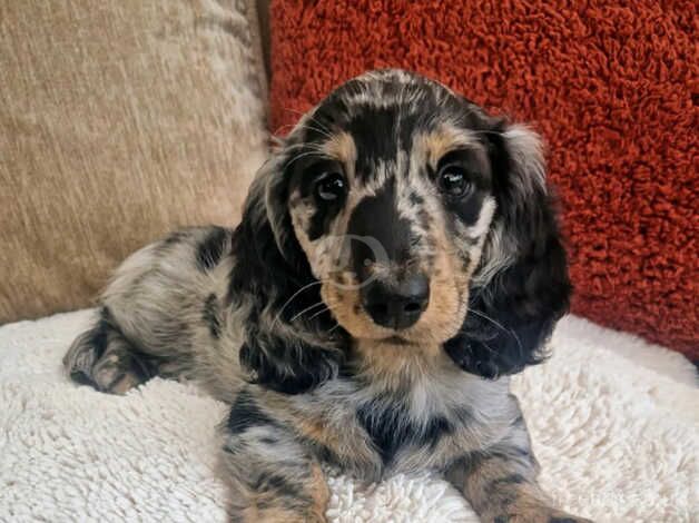 Miniature dachshund puppies for sale in Doncaster, South Yorkshire