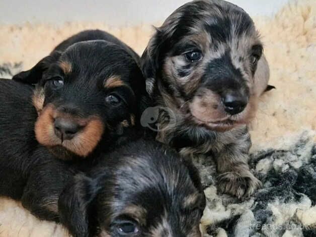 KC Registered Dachshund Puppies for sale in South Yorkshire