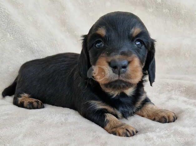 Dachshund Puppies for sale