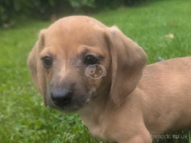 Miniature dachshund puppies for sale in Dungannon