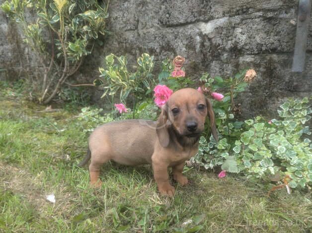 Miniature dachshund puppies for sale in Dungannon - Image 2