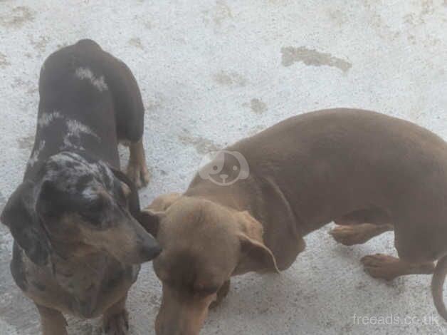 Miniature dachshund puppies for sale in Dungannon - Image 3