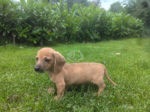 Miniature dachshund puppies for sale in Dungannon - Image 4