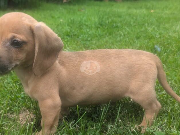 Miniature dachshund puppies for sale in Dungannon - Image 5