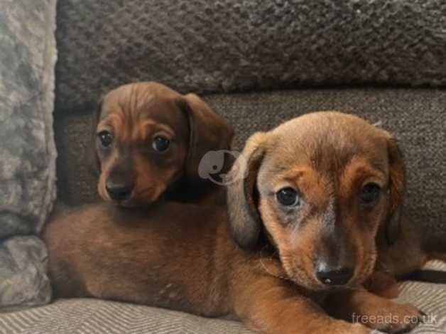 Miniature Dachshund puppies for sale in Belfast