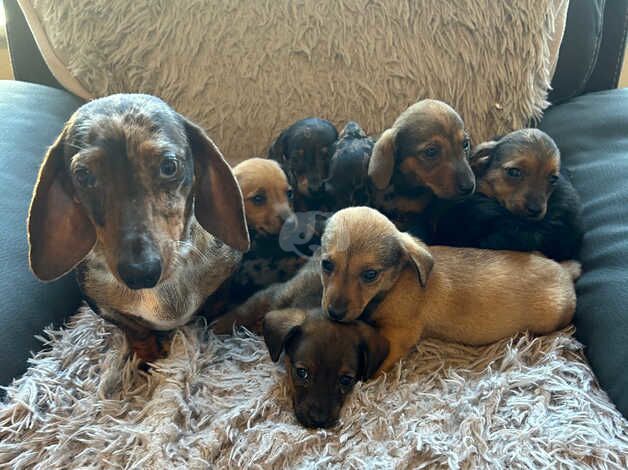 Miniature dachshund puppies for sale in Gorebridge, Midlothian - Image 1