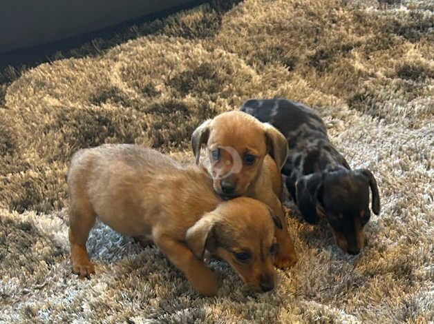 Miniature dachshund puppies for sale in Gorebridge, Midlothian - Image 2