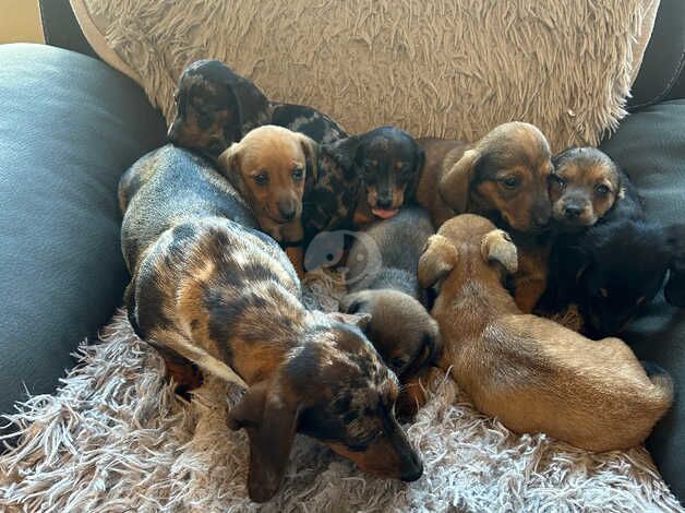 Miniature dachshund puppies for sale in Gorebridge, Midlothian - Image 3