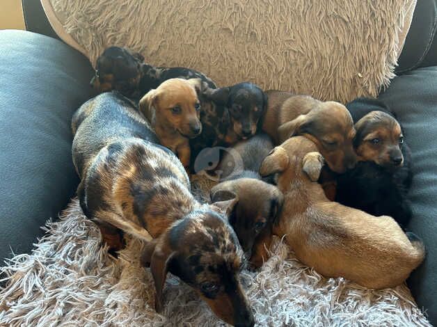 Miniature dachshund puppies for sale in Gorebridge, Midlothian - Image 4