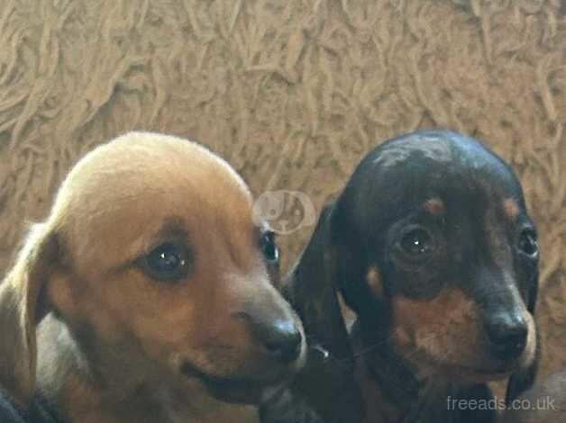 Miniature dachshund puppies for sale in Gorebridge, Midlothian - Image 5