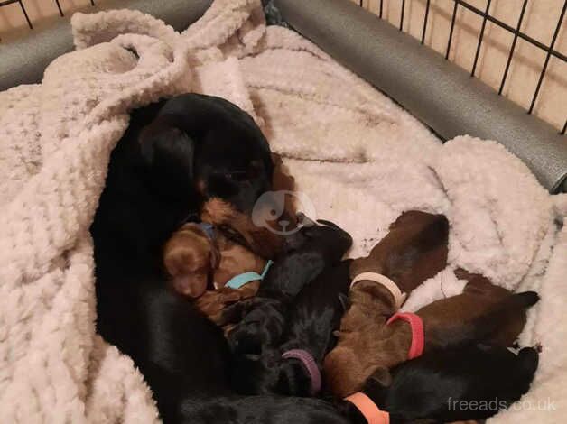 Miniature Dachshund puppies for sale in Folkestone, Kent - Image 1