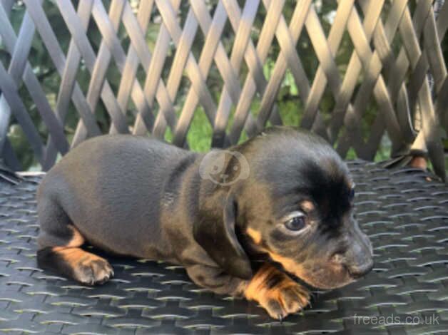 Miniature Dachshund puppies for sale in Folkestone, Kent - Image 2